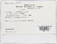 Hypomyces aurantius image