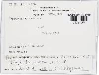 Hypomyces aurantius image