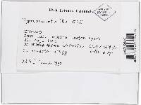 Hypomyces aurantius image