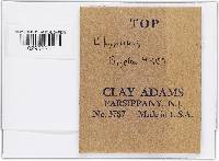 Hypomyces hyalinus image