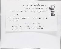 Hypomyces hyalinus image