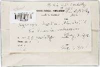 Hypomyces hyalinus image