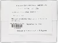 Hypomyces lateritius image