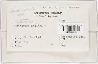 Hypomyces lateritius image