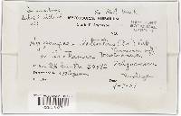 Hypomyces lateritius image