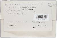 Hypomyces lateritius image