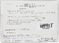 Hypomyces lateritius image