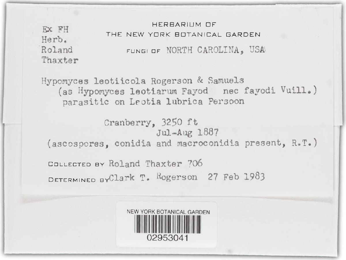 Hypomyces leotiicola image