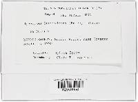 Hypomyces luteovirens image