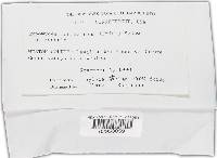 Hypomyces luteovirens image