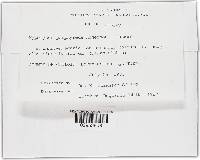 Hypomyces porphyreus image