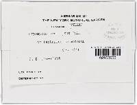 Hypomyces torminosus image