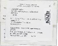 Lanatonectria mammiformis image