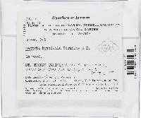 Bionectria byssicola image