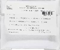 Bionectria byssicola image