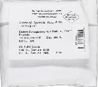 Bionectria byssicola image