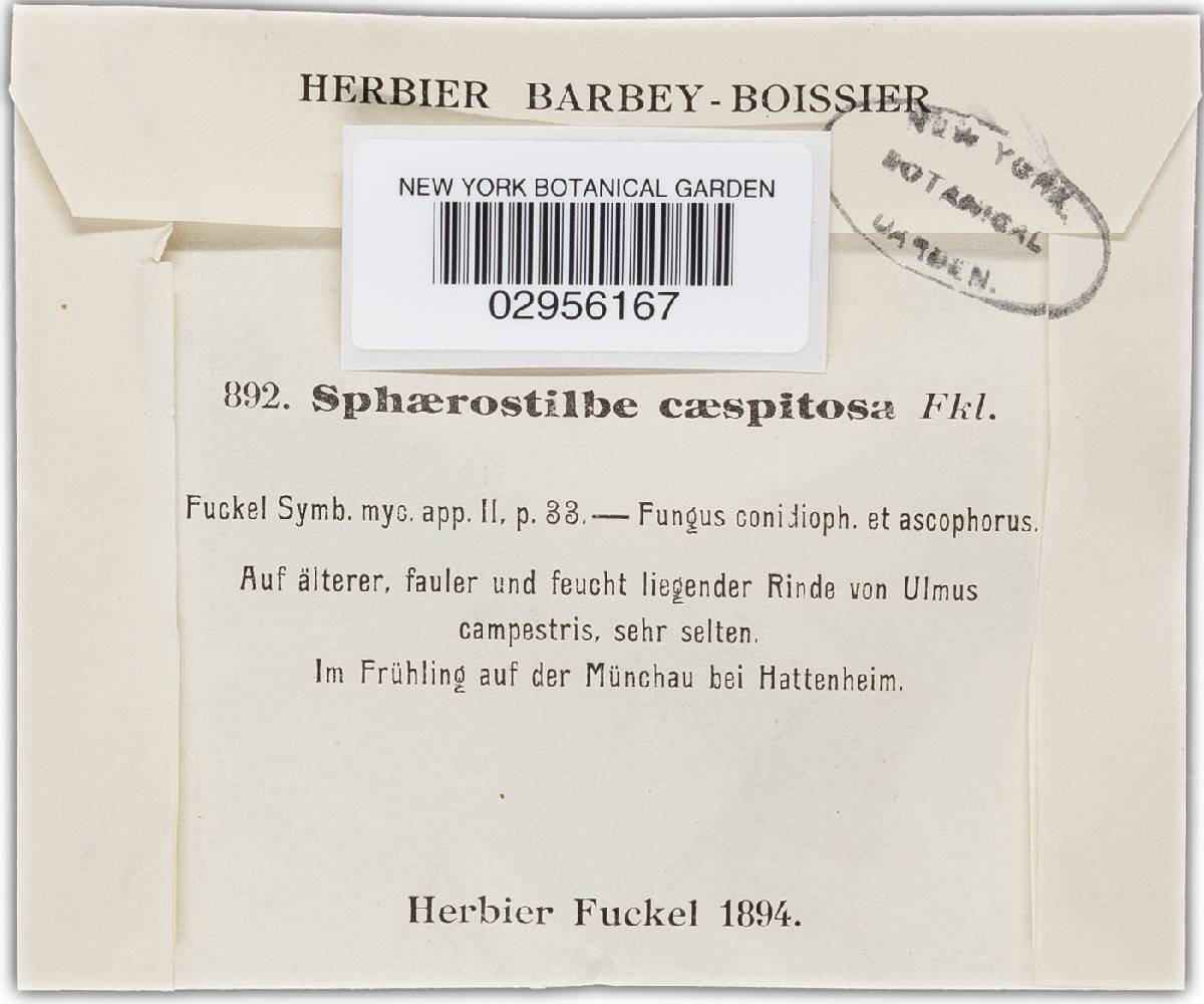 Neonectria caespitosa image