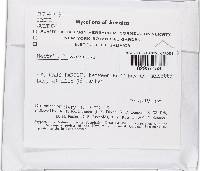 Lanatonectria flavolanata image