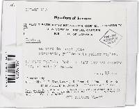 Lanatonectria flavolanata image