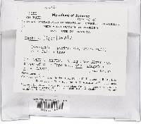 Lanatonectria flavolanata image