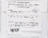 Lanatonectria flavolanata image