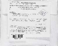 Lanatonectria flavolanata image