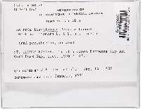 Lanatonectria flavolanata image