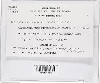 Lanatonectria flavolanata image