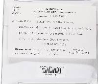 Lanatonectria flavolanata image