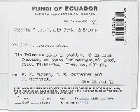 Lanatonectria flavolanata image