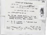 Lanatonectria flavolanata image