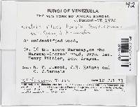 Lanatonectria flavolanata image