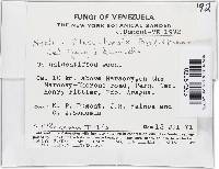 Lanatonectria flavolanata image