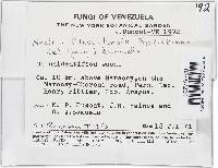 Lanatonectria flavolanata image