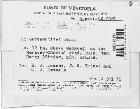 Lanatonectria flavolanata image