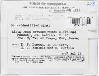 Lanatonectria flavolanata image