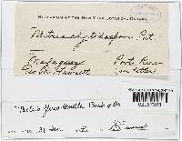 Lanatonectria flavolanata image