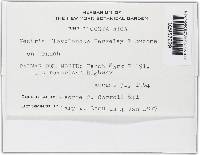 Lanatonectria flavolanata image