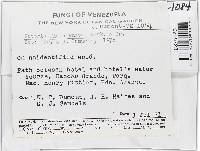 Lanatonectria flavolanata image