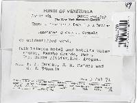 Lanatonectria flavolanata image