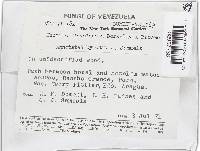 Lanatonectria flavolanata image