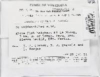 Lanatonectria flavolanata image