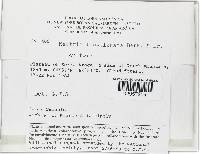 Lanatonectria flavolanata image