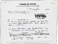 Lanatonectria flavolanata image