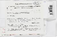 Lanatonectria flavolanata image