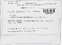 Lanatonectria flavolanata image