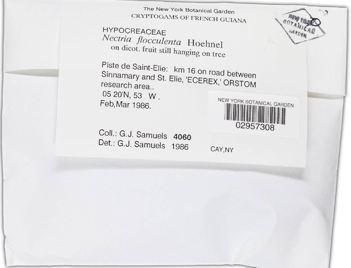 Lanatonectria flocculenta image