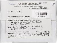 Thelonectria jungneri image