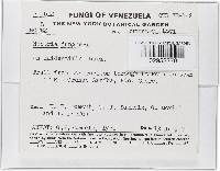 Thelonectria jungneri image