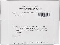 Thelonectria jungneri image